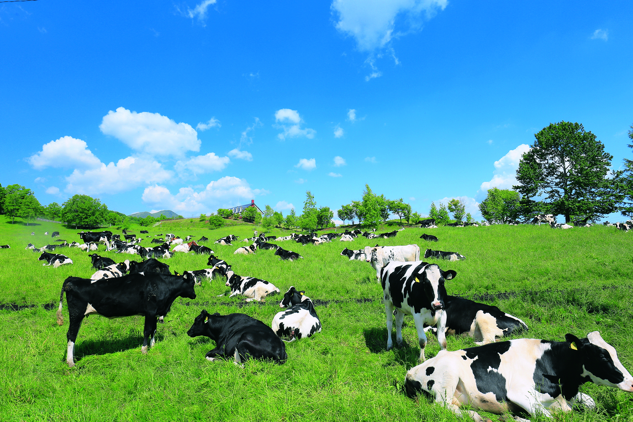Cattle grazing across the vast pastures of Tokachi